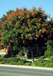   Bright orange seed pods decorate this tree