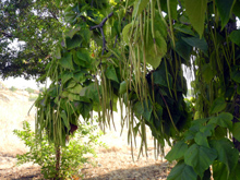 We liked to call them bean trees, but they are really catalpa
