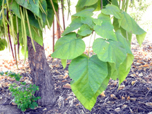 Leaves range from ten to twelve inches in length