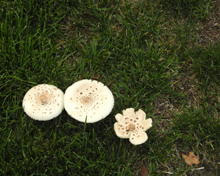 A late summer cool spell brought forth mushrooms all over town 2