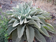 The lower leaves of this mullein are 16 inches long