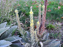 Mullein blossoms confused about what season it is