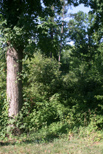 Woods in Georgia