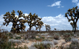 Joshua Trees, Mojave Desert, California