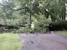 Tree knocked down by a windstorm in a Kansas RV park