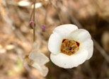 Mariposa Lily