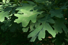 Oak leaves in Michigan