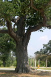 Ancient tree near the Mississippi Gulf Coast