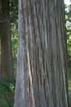 Montana cedar trunk