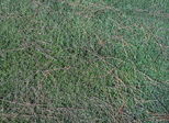 Fallen pine needles make unique patterns on the grass