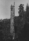 An ancient dead snag was once a proud giant like the tree in the background