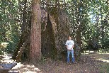 Dick by stump, 1999