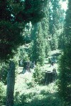 Upper grove stump field