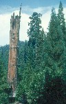 Dead snag, Speckerman Mountain road