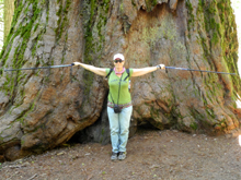 Jennifer shows us how big a Sequoia tree is