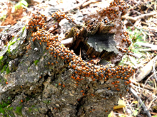 Ladybugs mass together in preparation for winter