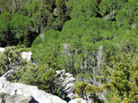 Aspen trees in Great Basin National Park, Nevada