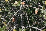 Interior live oak acorns, fall 2000, Mariposa