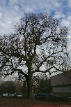 Valley Oak at Roseville