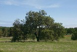 Valley oak in Cathey's Valley