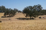 Oaks along Highway 41, north of Fresno