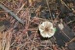 Mushroom in Oak Openings, northwest Ohio