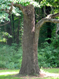 Ohio ash tree