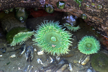Sea anemones in tide pool
