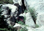 Nature's rock garden