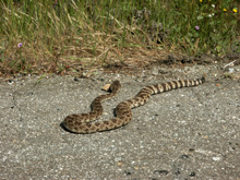 Rattlesnake, Siera foothills