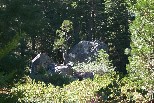 Cedar on the rocks