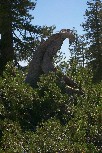 Monster Tree (lodgepole pine)