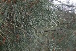 Dew on Bull Pine needles