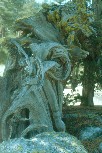 Gnarled roots