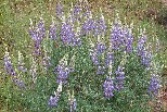 Bush lupine
