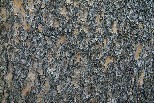 Lodgepole Pine bark