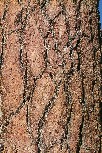 Jeffrey Pine bark