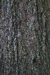 Sugar Pine bark