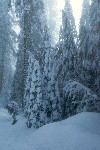 Snow in Grant Grove