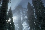 Top of Grant Tree