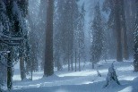 Snow in Grant’s Grove, Kings Canyon National Park