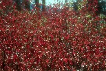Red leaves