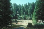Stumps from logging near Grant Grove