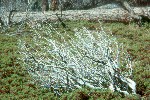 Dead Manzanita on carpet of live plants