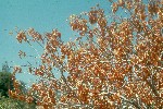Buckeye in fall