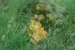 Yellow & orange lichen; spring grass