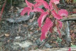 Red leaves near Rock Creek