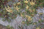 Chinquapin