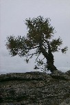 Lone lodgepole pine