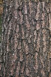 Red fir bark